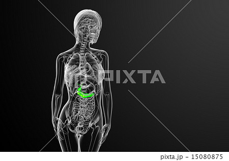illustration of the gallblader and pancrease 15080875