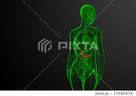 illustration of the gallblader and pancrease illustration of the gallblader and pancrease 15080878