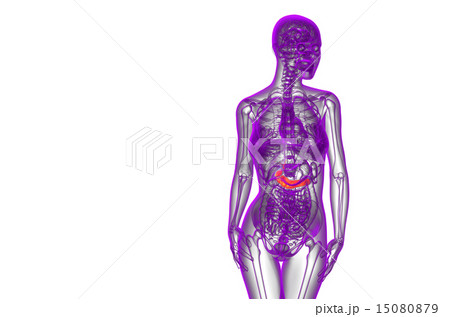 illustration of the gallblader and pancrease illustration of the gallblader and pancrease 15080879