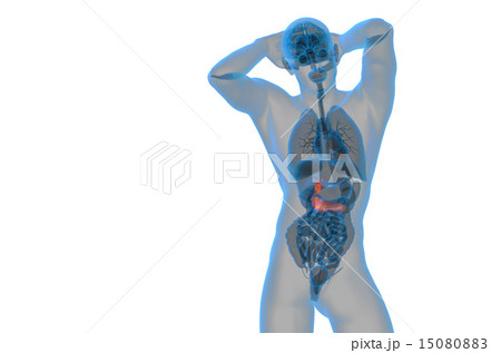 illustration of the gallblader and pancrease illustration of the gallblader and pancrease 15080883