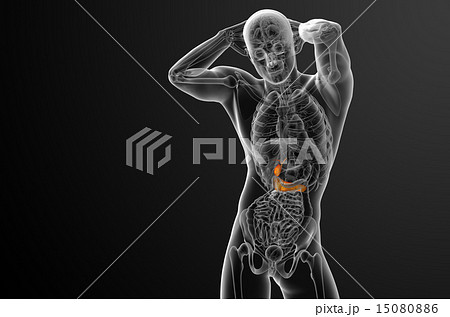 illustration of the gallblader and pancrease illustration of the gallblader and pancrease 15080886
