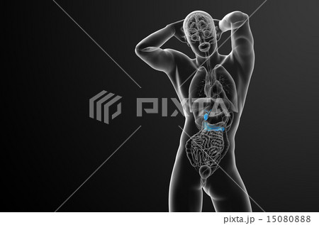 illustration of the gallblader and pancrease illustration of the gallblader and pancrease 15080888