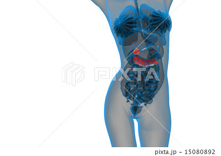 illustration of the gallblader and pancrease 15080892