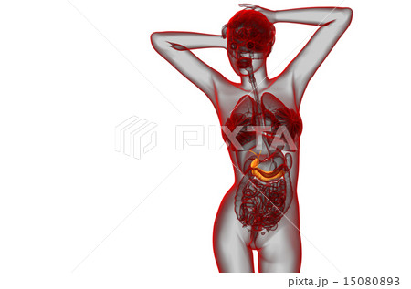 illustration of the gallblader and pancrease illustration of the gallblader and pancrease 15080893