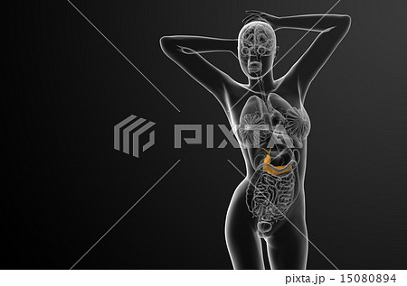 illustration of the gallblader and pancrease 15080894