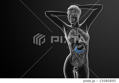 illustration of the gallblader and pancrease illustration of the gallblader and pancrease 15080895