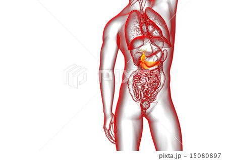 illustration of the gallblader and pancrease 15080897