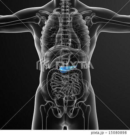 illustration of the gallblader and pancrease illustration of the gallblader and pancrease 15080898