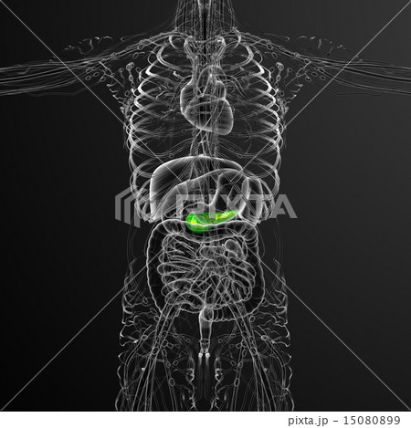 illustration of the gallblader and pancrease illustration of the gallblader and pancrease 15080899
