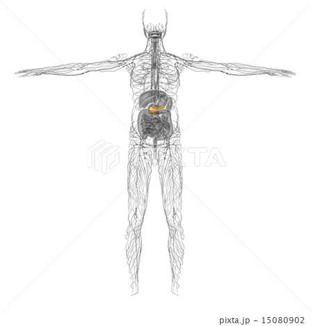 illustration of the gallblader and pancrease 15080902