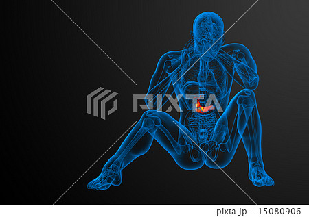 illustration of the gallblader and pancrease illustration of the gallblader and pancrease 15080906