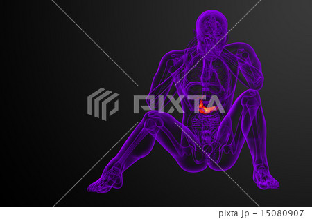 illustration of the gallblader and pancrease illustration of the gallblader and pancrease 15080907