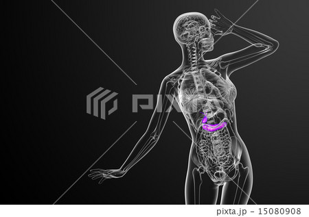 illustration of the gallblader and pancrease 15080908