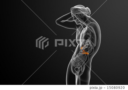 illustration of the gallblader and pancrease 15080920