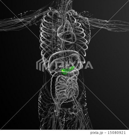 illustration of the gallblader and pancrease 15080921