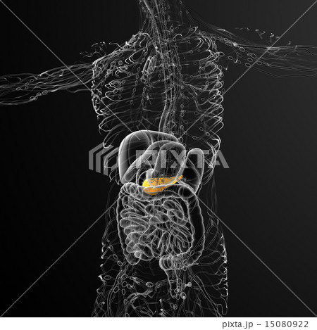illustration of the gallblader and pancrease illustration of the gallblader and pancrease 15080922