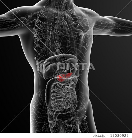 illustration of the gallblader and pancrease illustration of the gallblader and pancrease 15080925