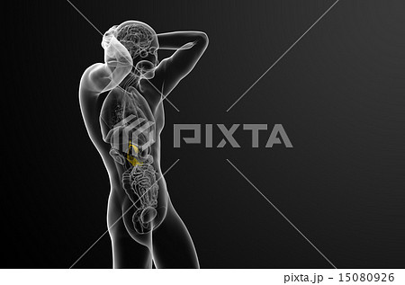 illustration of the gallblader and pancrease illustration of the gallblader and pancrease 15080926