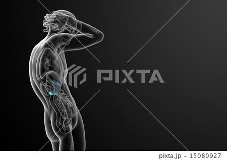 illustration of the gallblader and pancrease 15080927