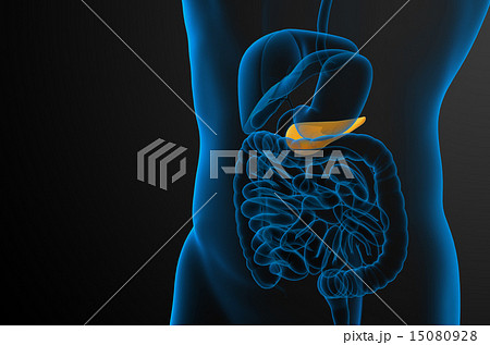 illustration of the gallblader and pancrease illustration of the gallblader and pancrease 15080928