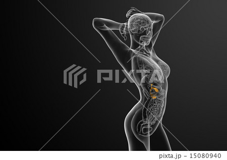 illustration of the gallblader and pancrease illustration of the gallblader and pancrease 15080940
