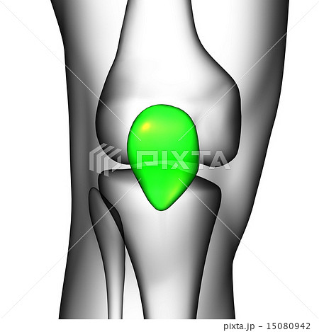 3d render medical illustration of the patella bone 15080942