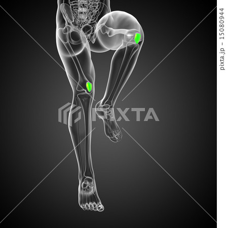 3D medical illustration of the patella bone 15080944