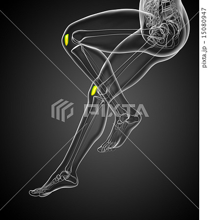 3d render  illustration of the patella bone 15080947