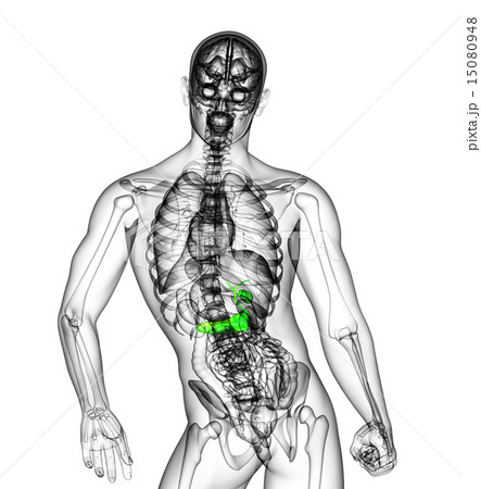 illustration of the gallblader and pancrease illustration of the gallblader and pancrease 15080948