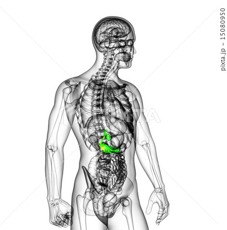 illustration of the gallblader and pancrease 15080950