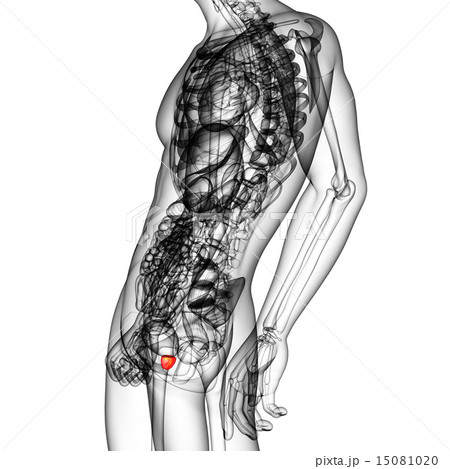 3d render illustration of the prostate gland 15081020