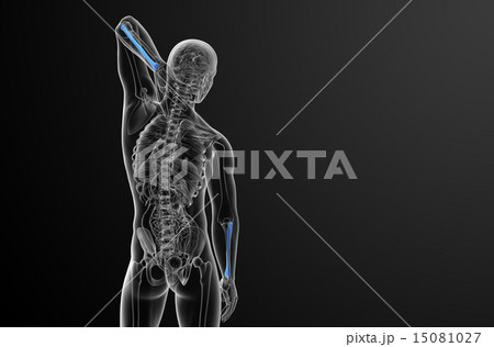 3d render medical illustration of the radius bone 15081027