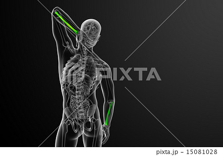3d render medical illustration of the radius bone 15081028