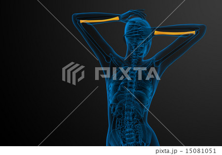 3d render medical illustration of the radius bone 3d render medical illustration of the radius bone 15081051