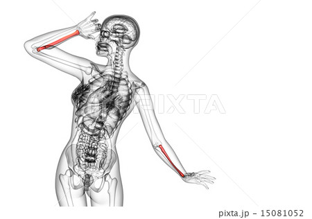3d render medical illustration of the radius bone 15081052