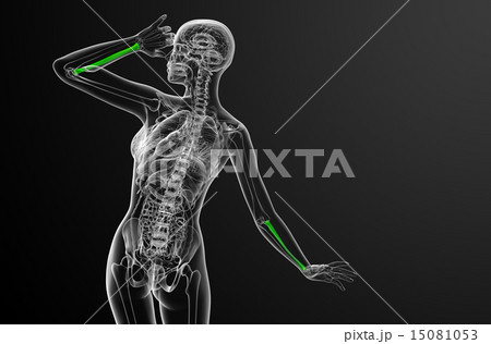 3d render medical illustration of the radius bone 3d render medical illustration of the radius bone 15081053