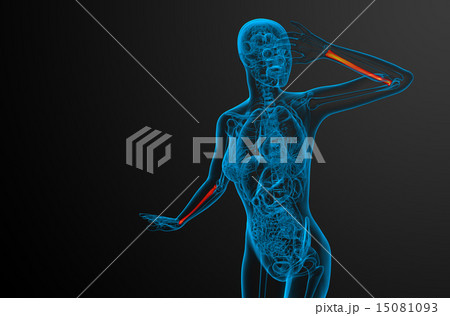 3d render medical illustration of the radius bone 15081093