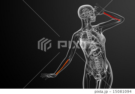 3d render medical illustration of the radius bone 15081094