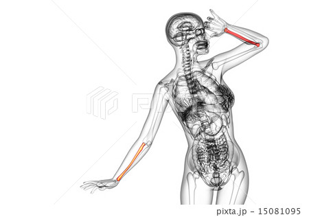3d render medical illustration of the radius bone 15081095
