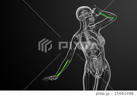 3d render medical illustration of the radius bone 15081096