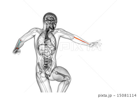 3d render medical illustration of the radius bone 3d render medical illustration of the radius bone 15081114