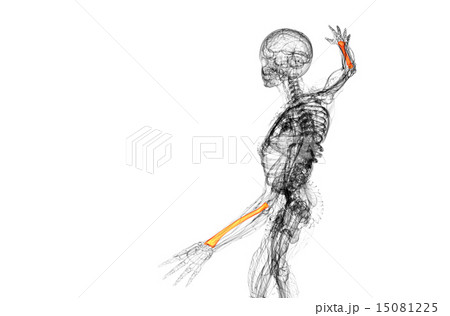 3d render medical illustration of the radius bone 15081225