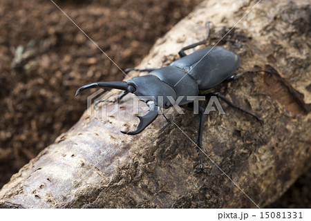 くわがた 15081331