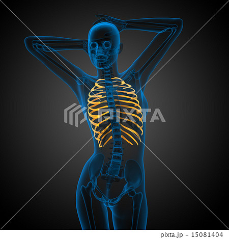 3d render medical illustration of the ribcage 15081404