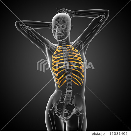 3d render medical illustration of the ribcage 15081405