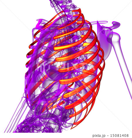 3d render medical illustration of the ribcage 15081408