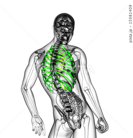 3d render medical illustration of the ribcage 15081409