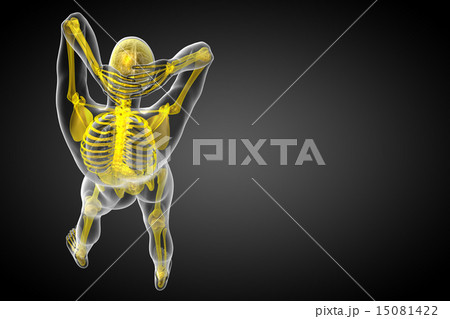 3d render illustration of the skeleton bone 3d render illustration of the skeleton bone 15081422