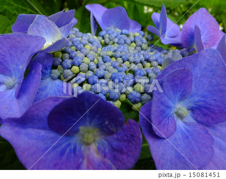 紫陽花 紫陽花 15081451