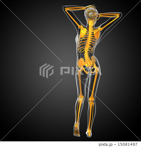 3d render illustration of the skeleton boneのイラスト素材 [15081497] - PIXTA